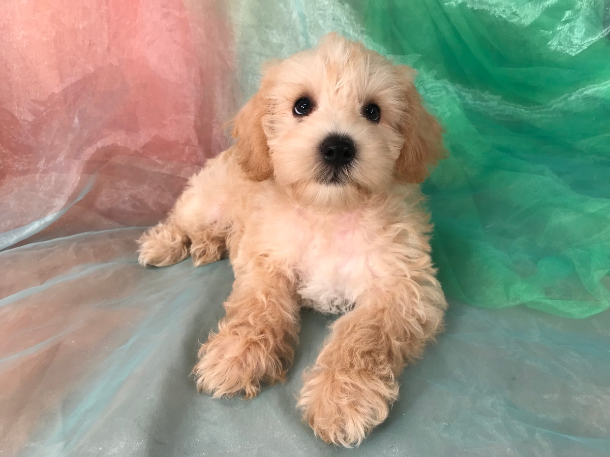 Apricot and White Male Schnoodle Puppy for Sale $975